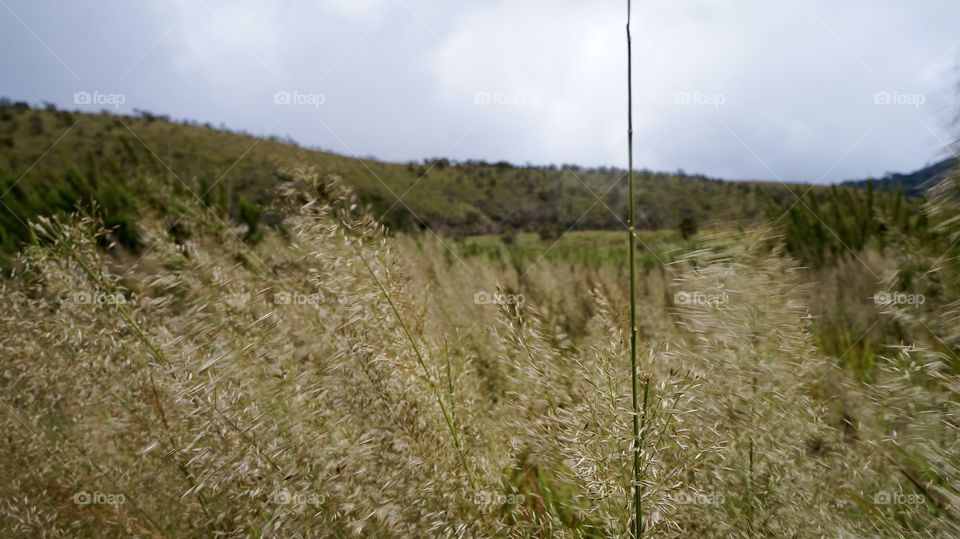 Horton Plains Sri Lanka - Hayfield