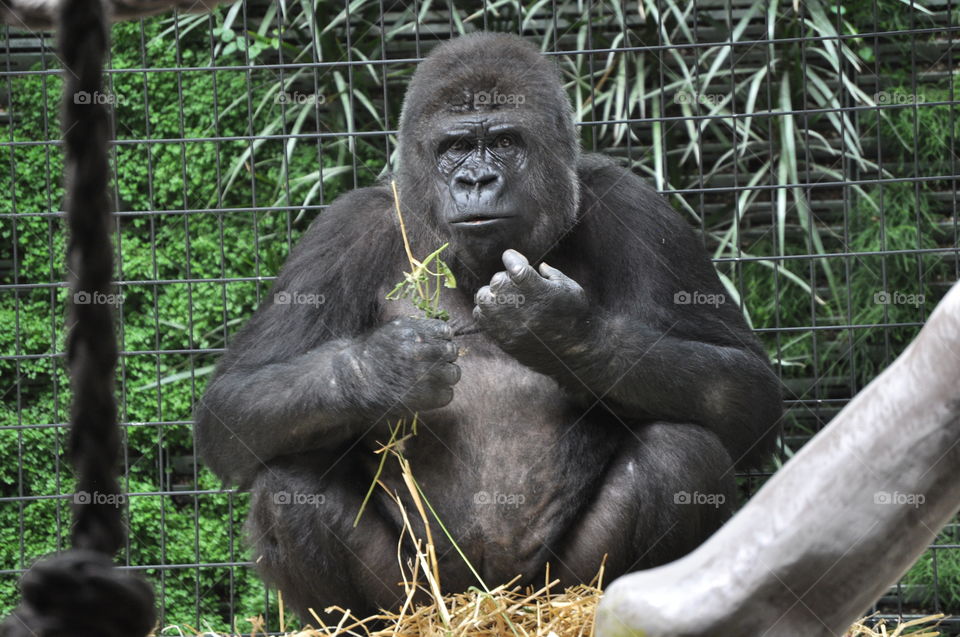 This is one of the male Gorilla's at Basel Zoo in Switzerland. After the screaming children had left the room, I stood quietly by the glass. The gorilla looked at me and we made eye contact.