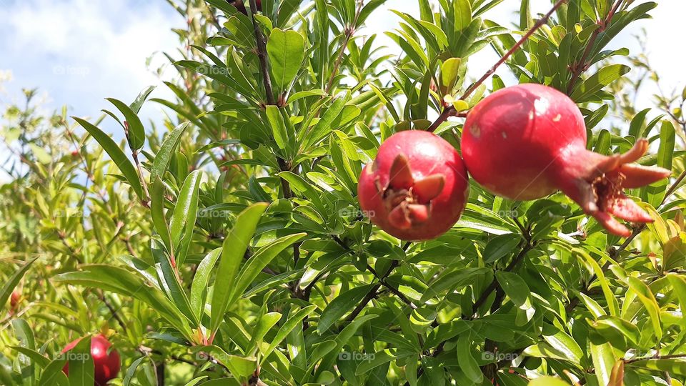 Two Pomegranates