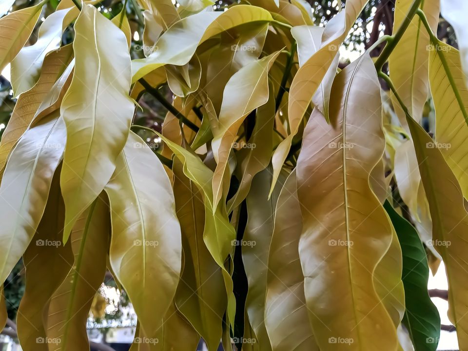 Beautiful spring on mangifera indica tree image india