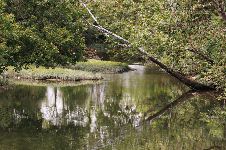 Trees reflecting in the creek water