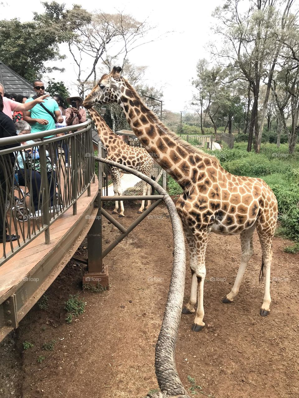 Giraffe animal animal themes mammal Tree animal wildlife Zoo one animal Plant wildlife no people Nature day domestic