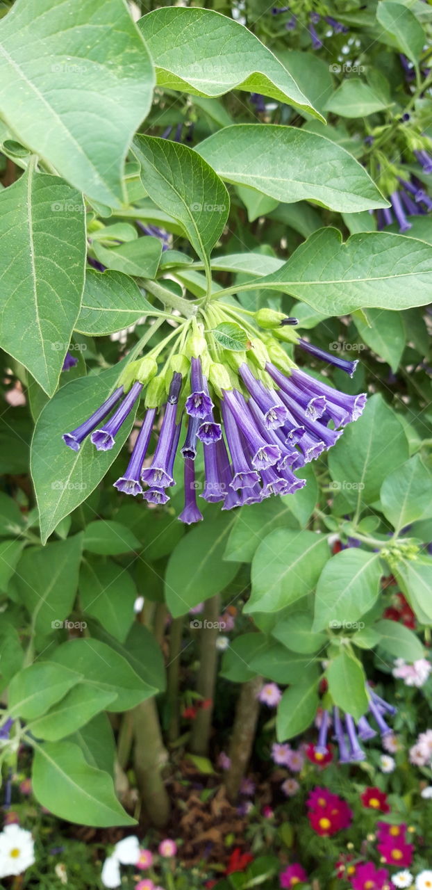 flowers in Bagnoles de l'Orne