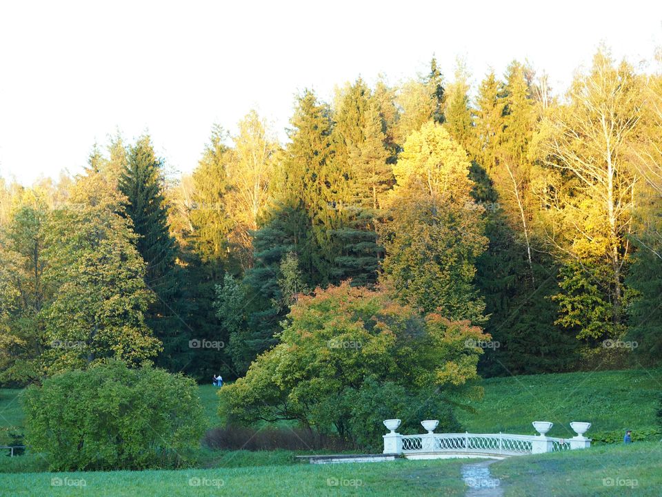 Fall. Park. Wood. Bridge