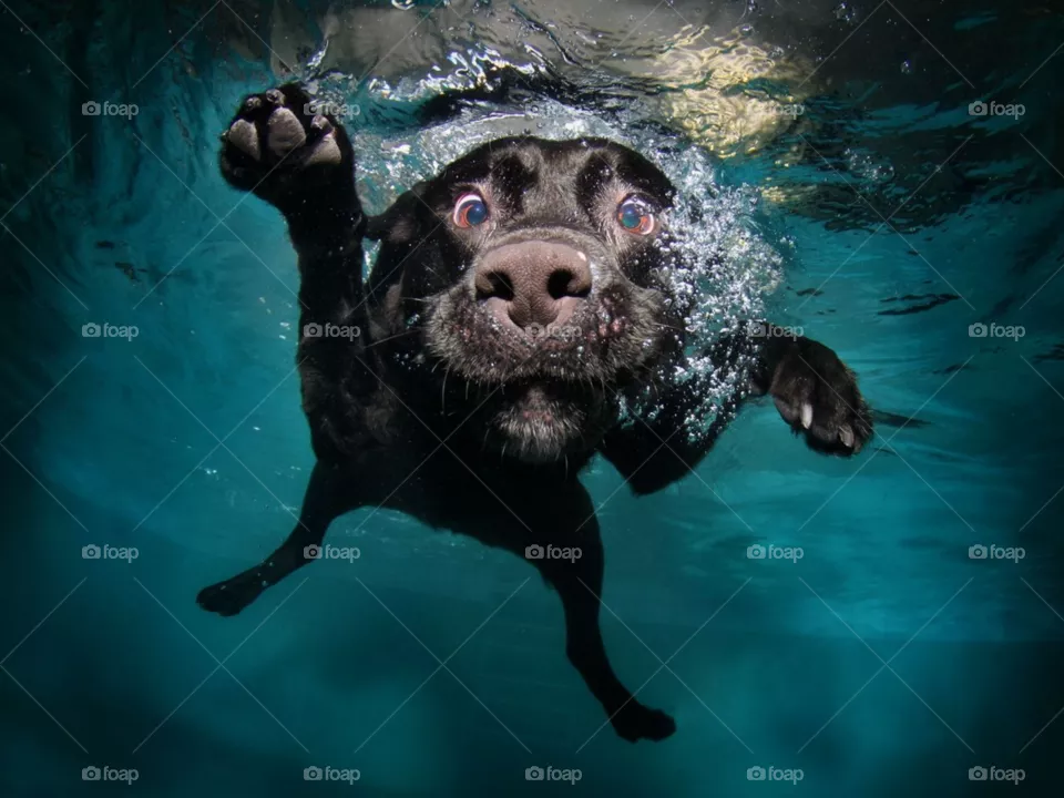 Dog, diver 🥰