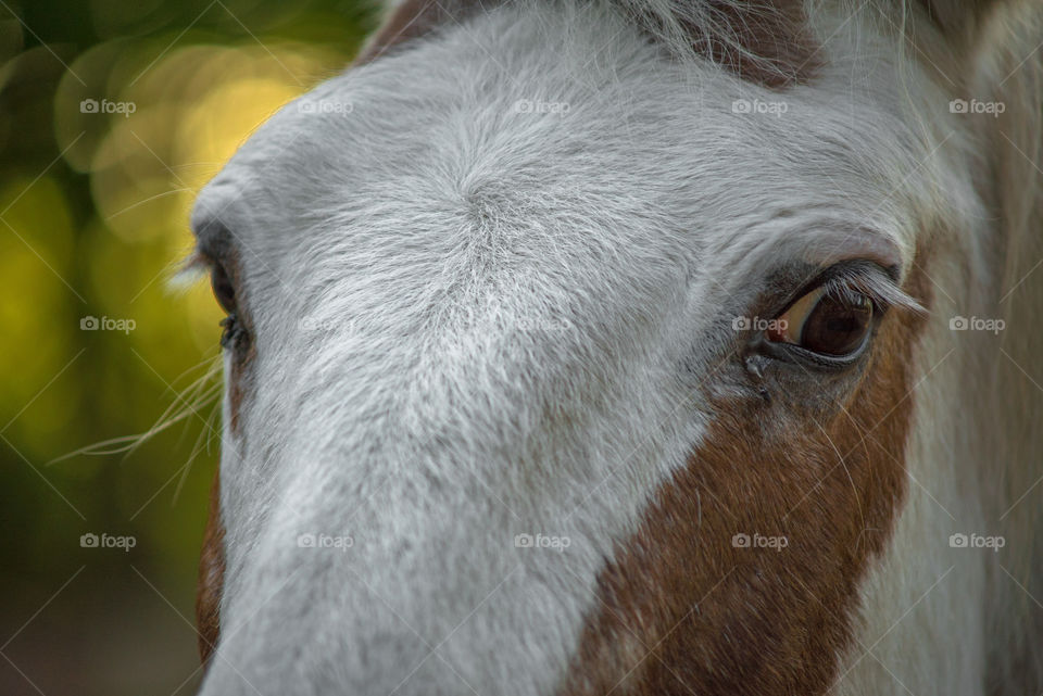 Magic horses