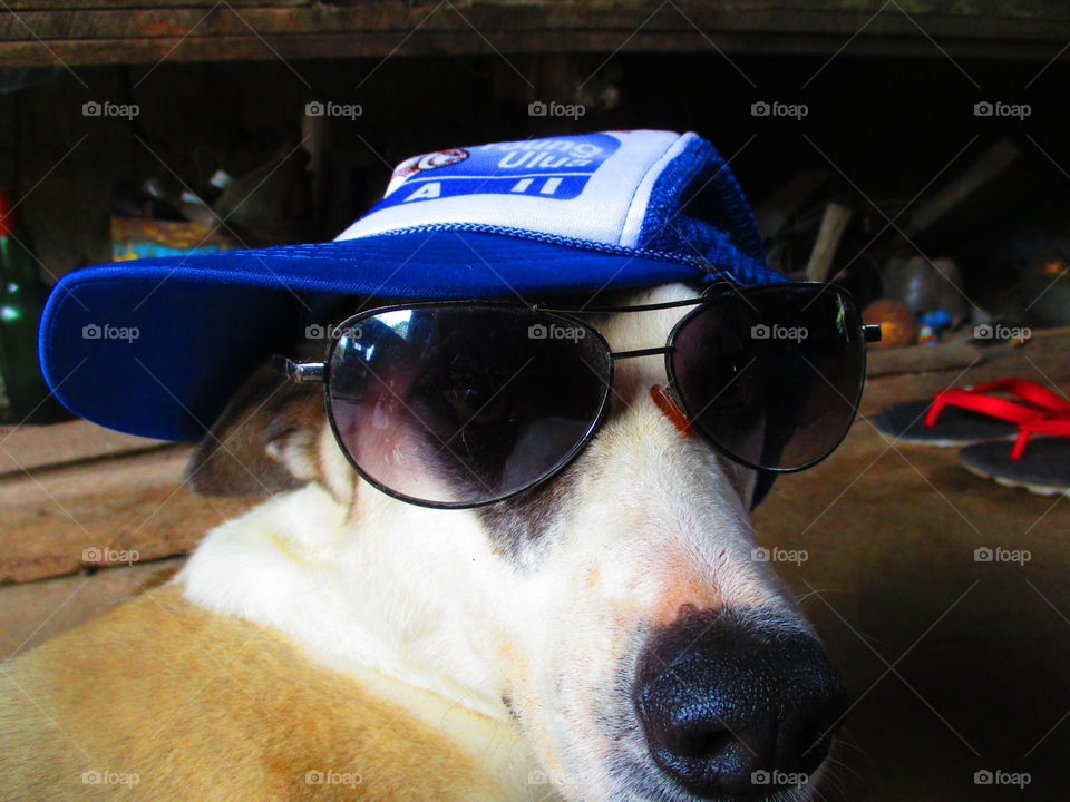 dog on shade and cap