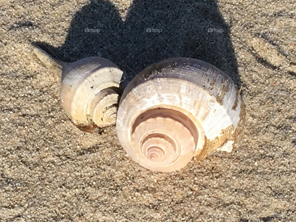 Beautiful seashells with natural warm colors found on the beach.