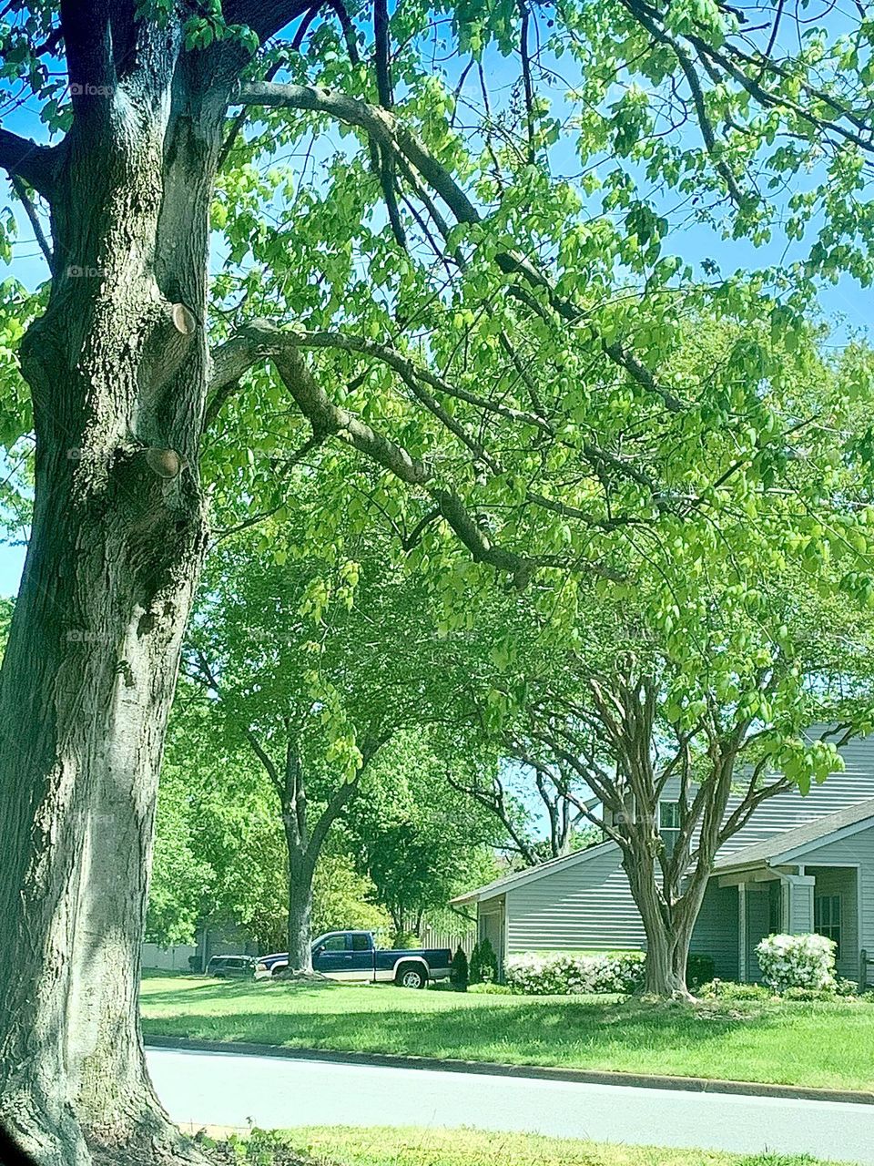 Neighborhood trees