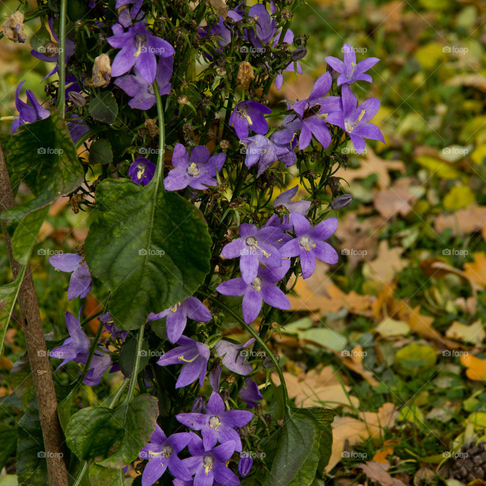 violet flowers