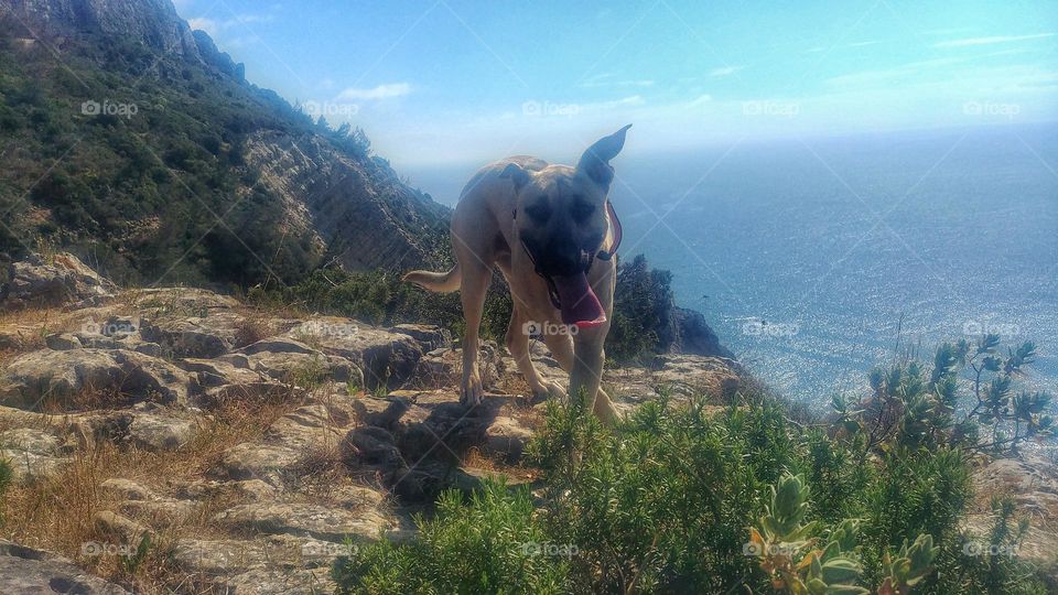 A dog on the cliffs