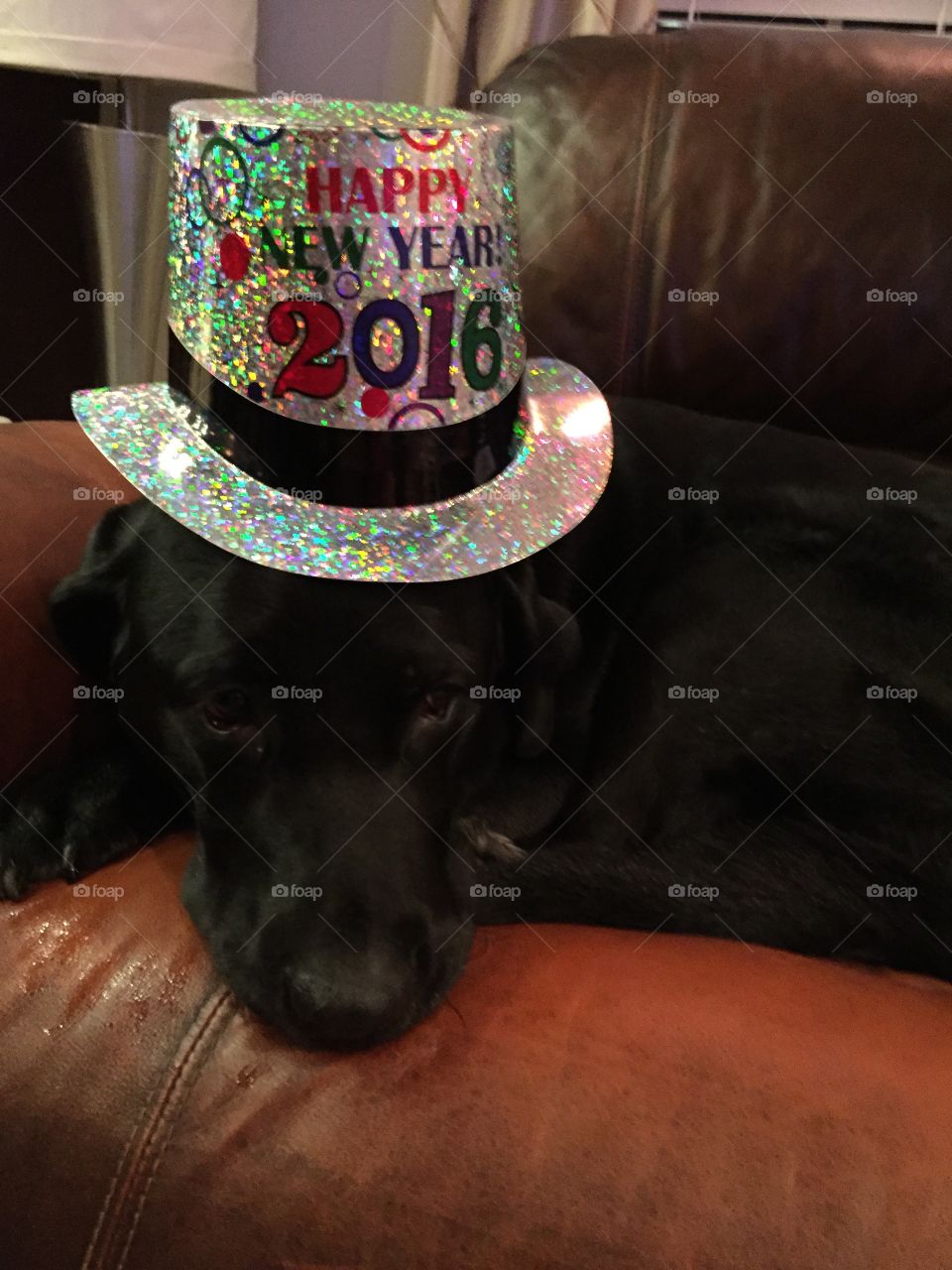 New Year Dog