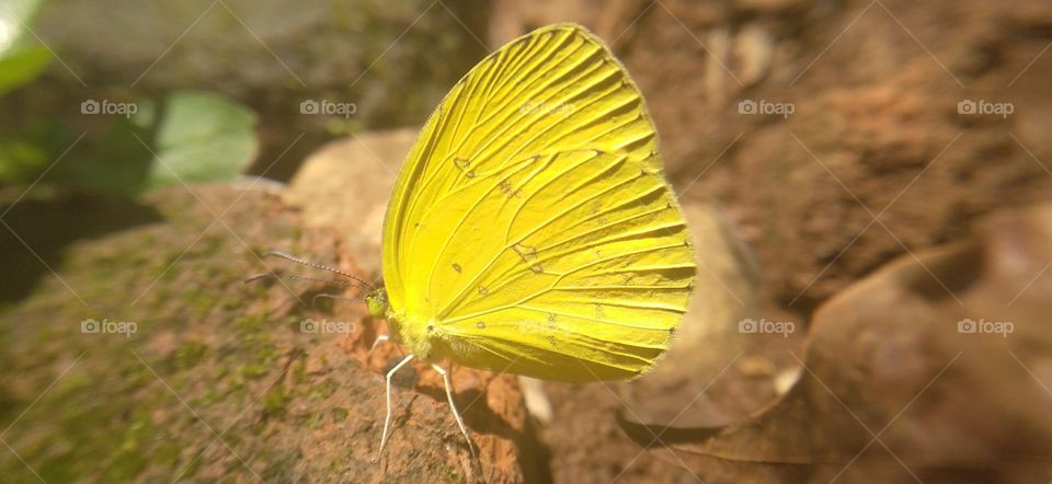 A small yellow butterfly perched on the ground