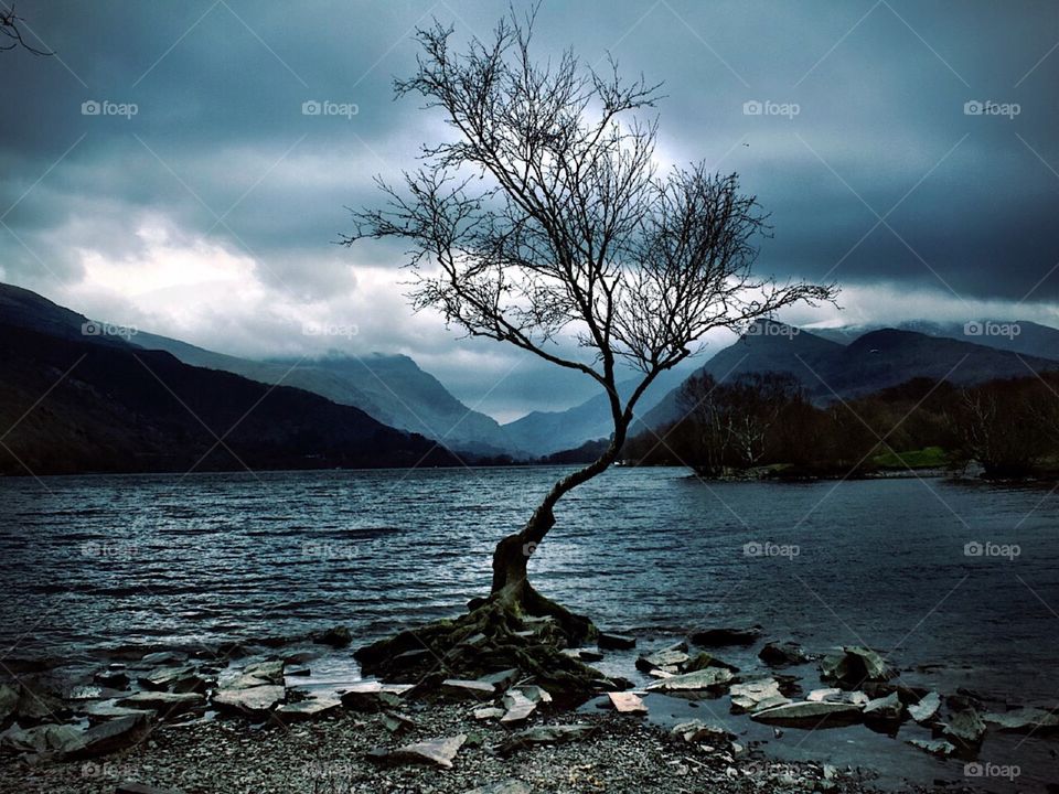 The Lone Tree, Snowdonia, UK