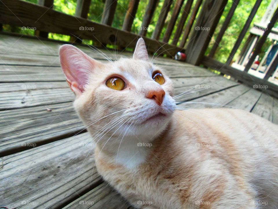 Cat on deck. cat sunbathing on deck
