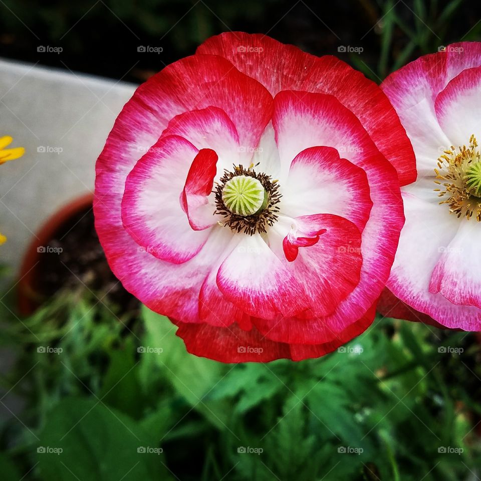 Lovely pink/red flower