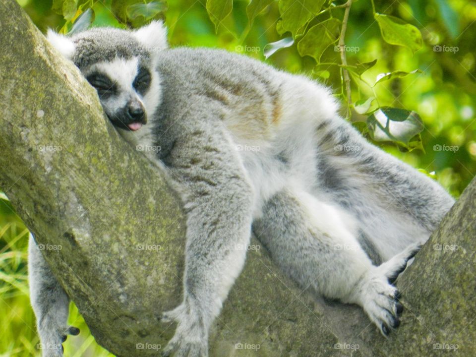 Sleeping Lemur