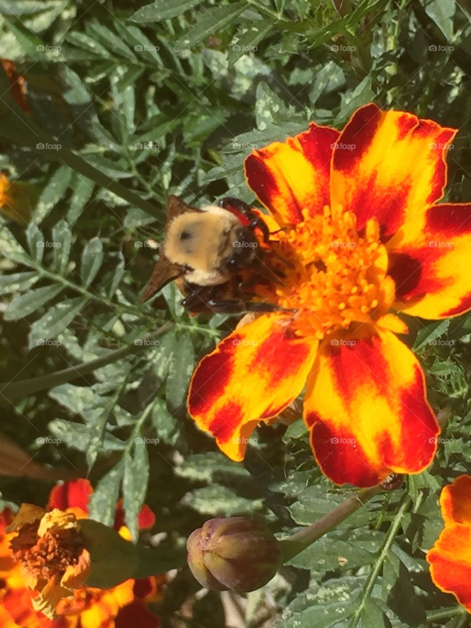 Bee on Marigold 