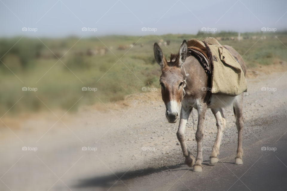 Mammal, No Person, Desert, Wildlife, Animal