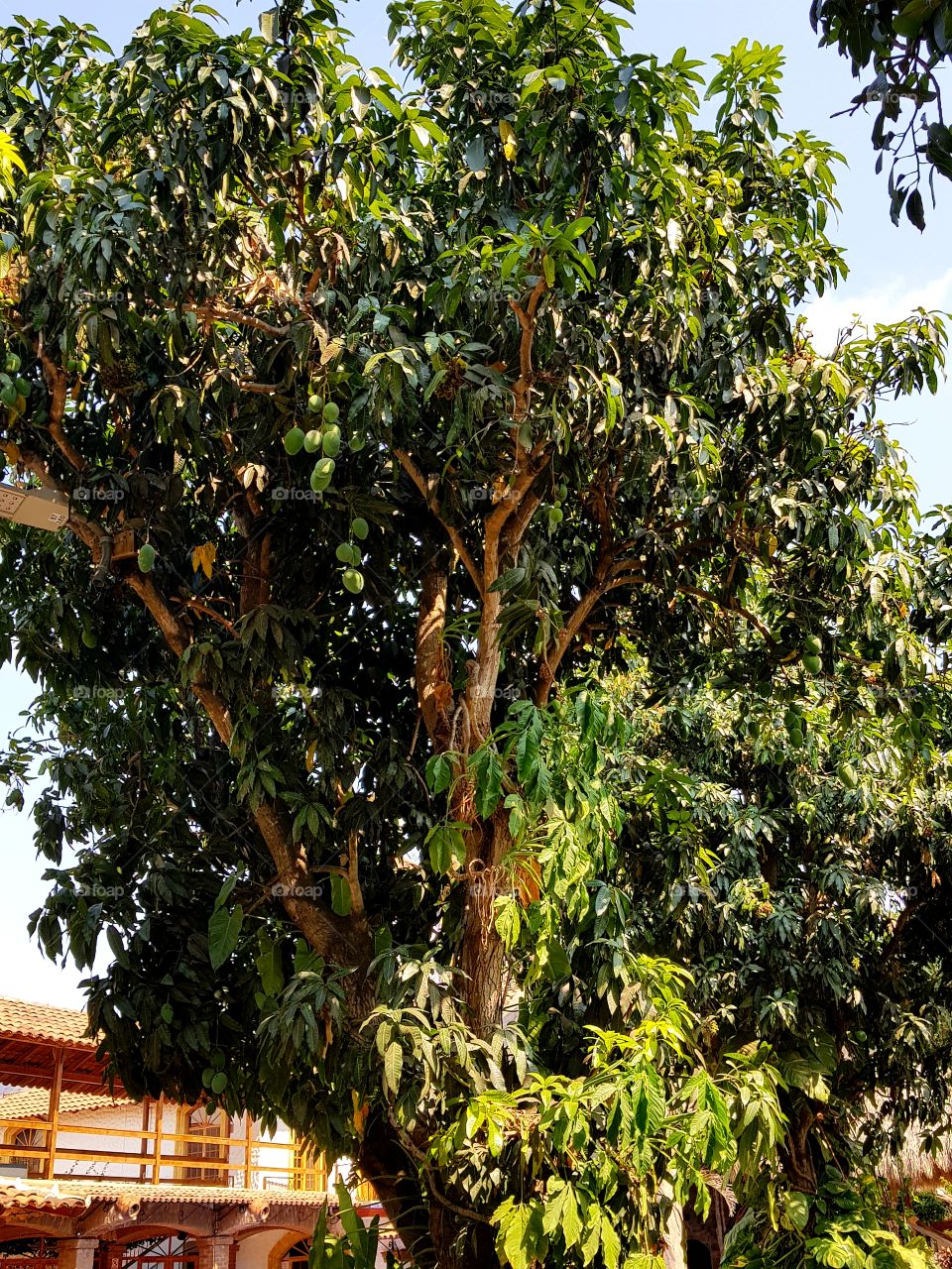 árbol de mango