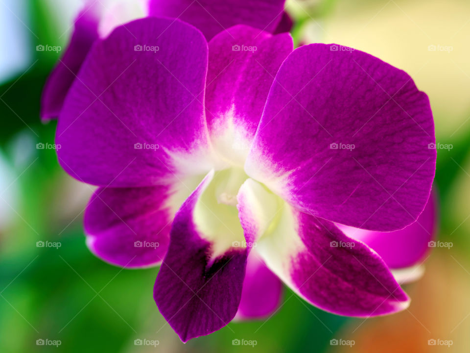 Perfect Purple Orchid. Beautiful blooming purple orchid flower with white center