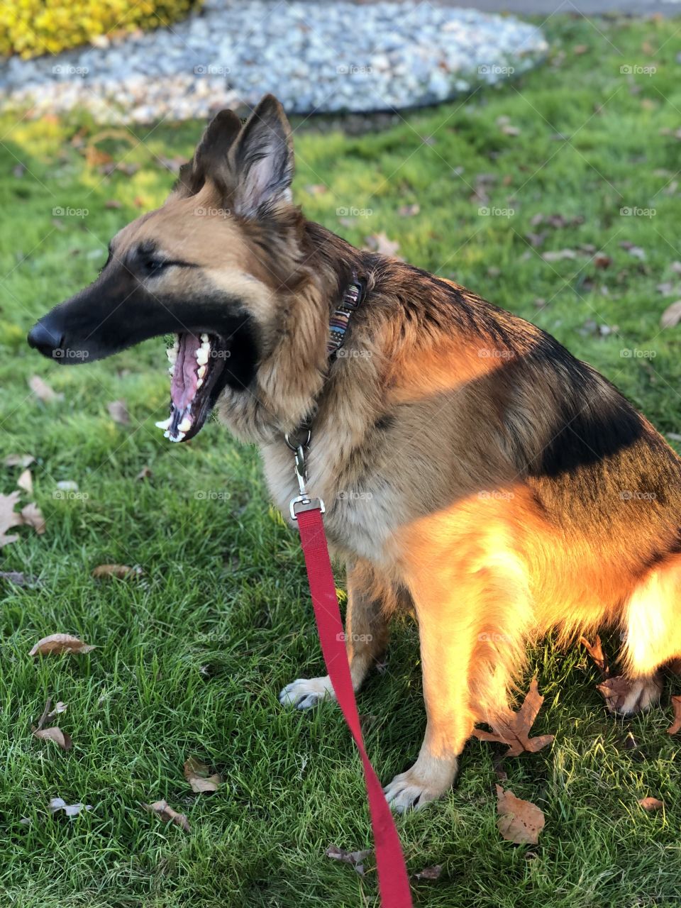 Big yawn! 