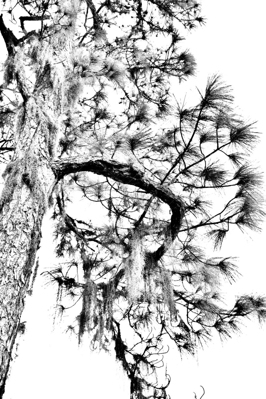 Arm tree in black and white