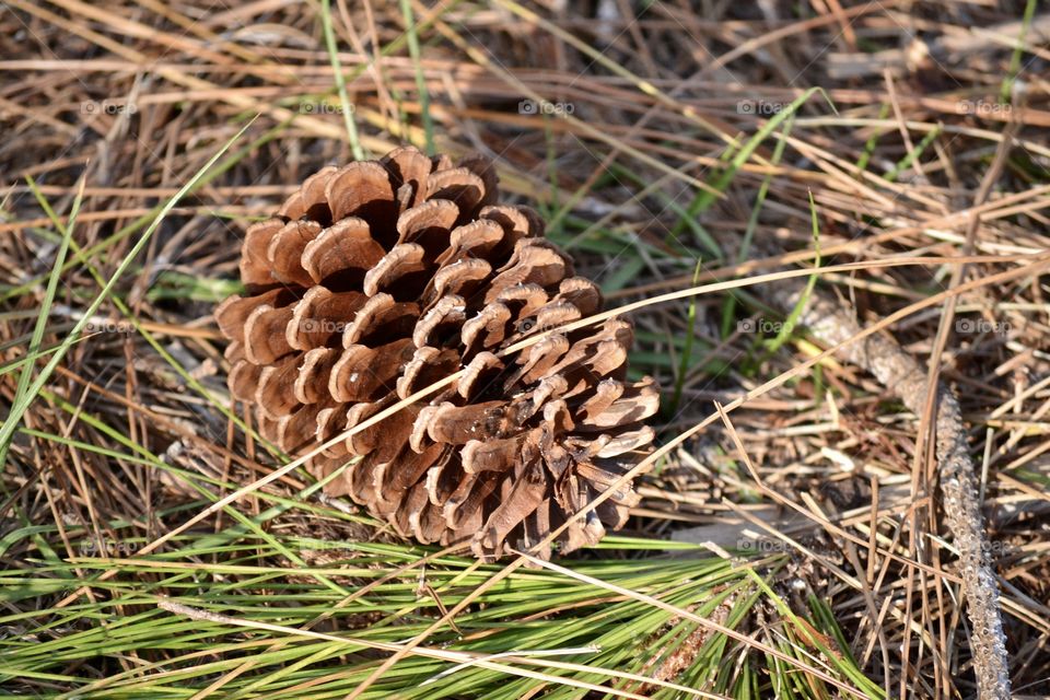 A brown pine cone lying on some green and brown pine needles on the ground