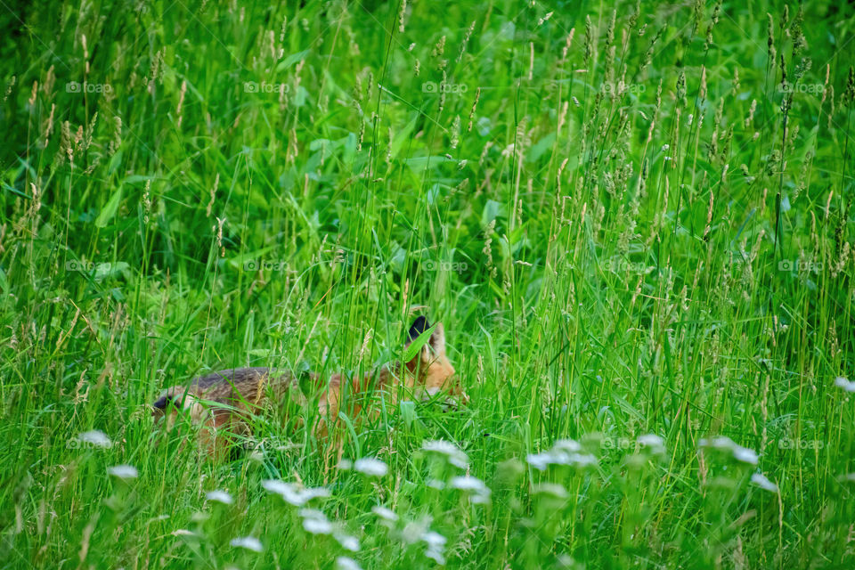 A young fox skipping through high grass in a joyful manner. Took this here in town in Massachusetts. It managed to run away quickly so this was the only shot I got to take. 