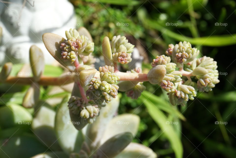 Pale Stonecrop 
Springs 
California Flower