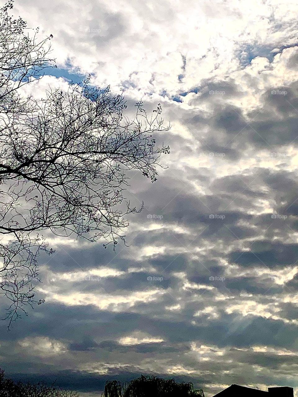 Clouds and branches 