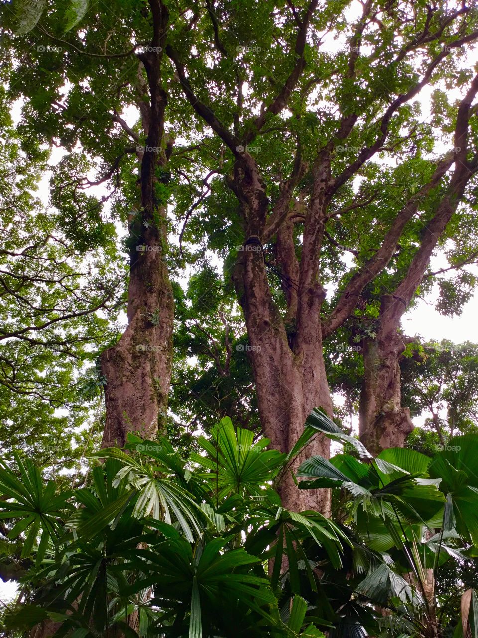 Jungle at Hawaii Tropical Botanical Garden