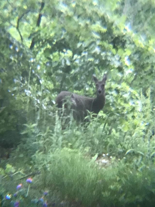Deer