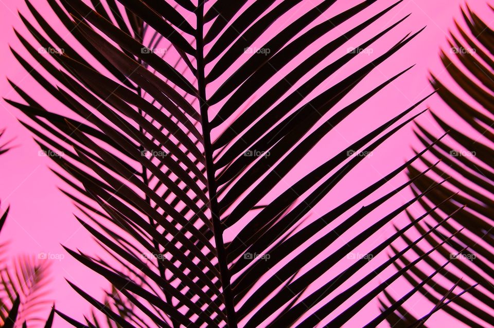 Shadows of palm trees leafs with pink background 