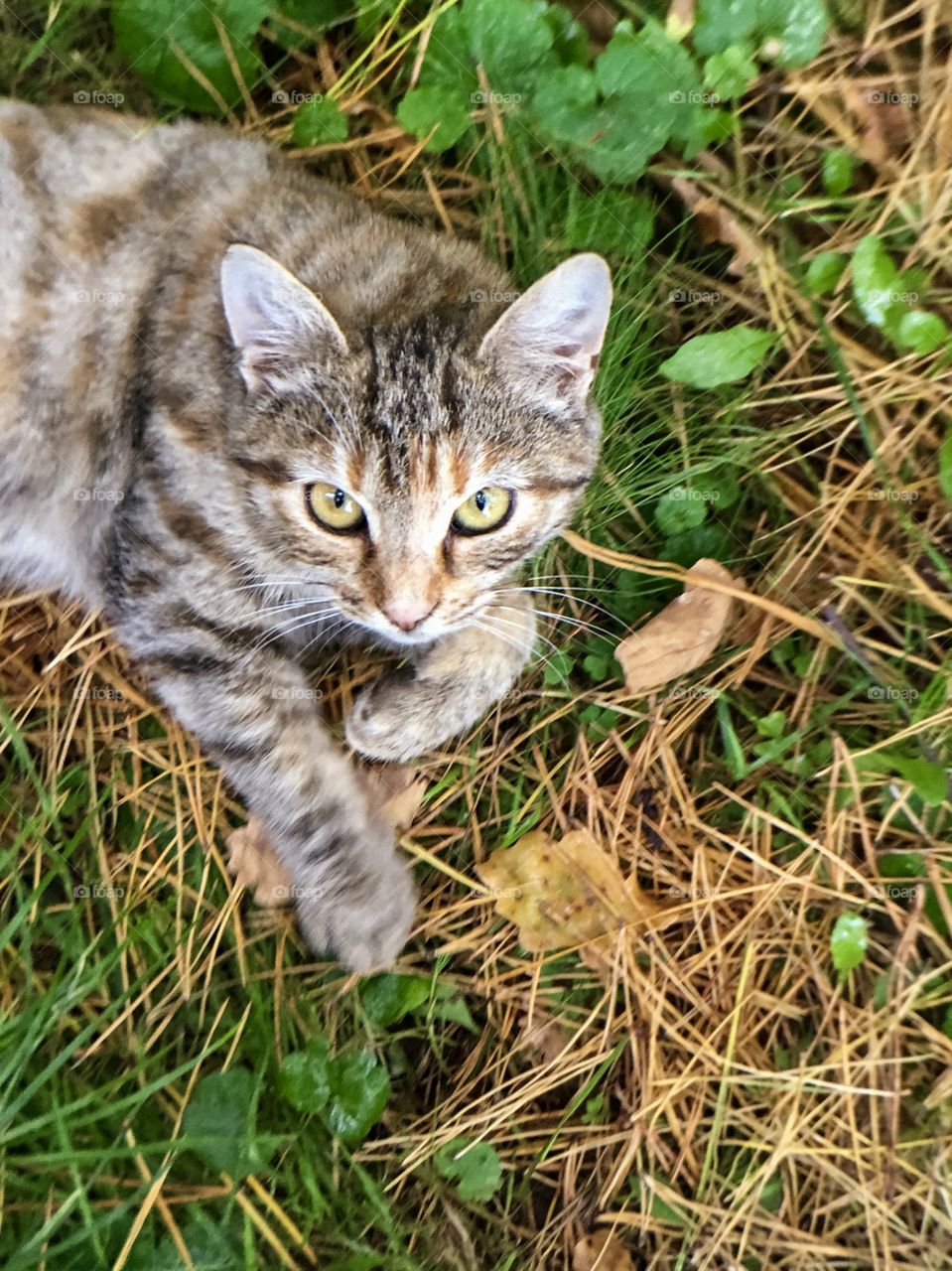 Tabby cat in nature lying on the grass and pine needles, top view