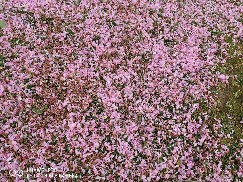 Pink Blossom, Broxbourne, Hertfordshire