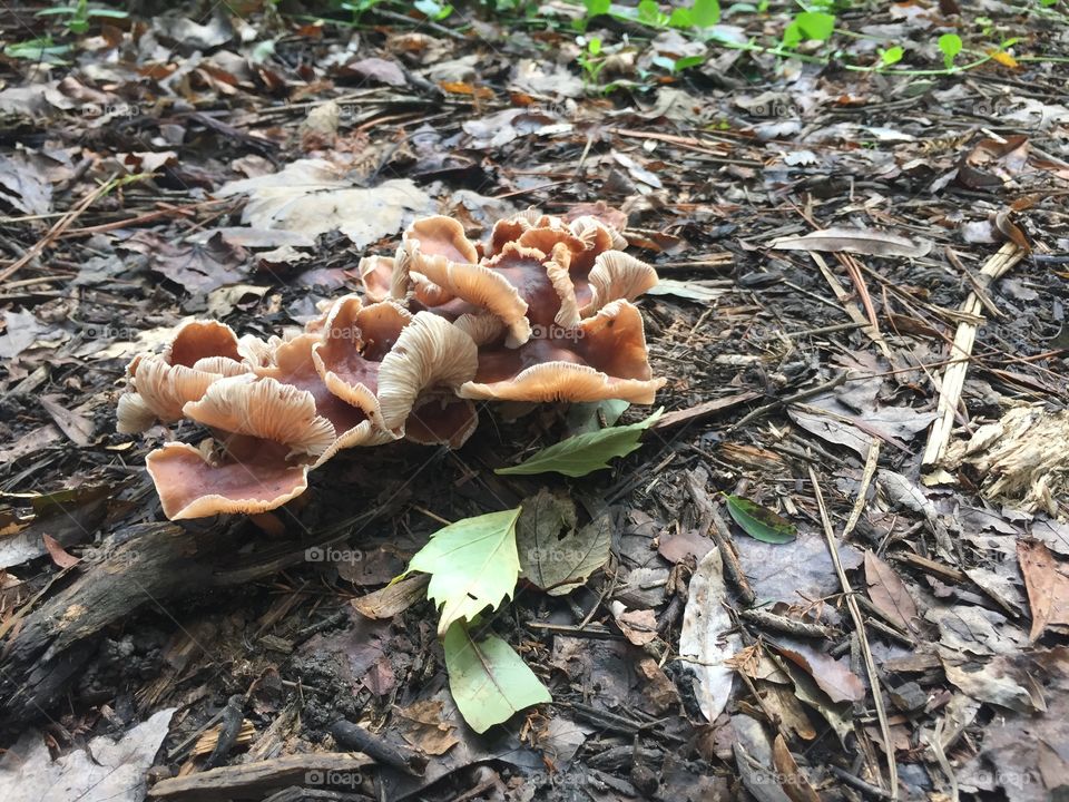 Mushroom on the Powhatan creek 