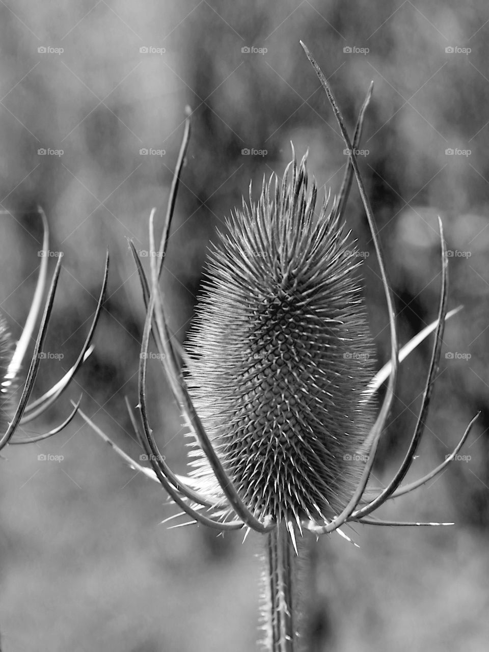 In close on the multitudes of sharp needles on Scotch Thistle, a noxious weed found in Central Oregon on a sunny summer afternoon.