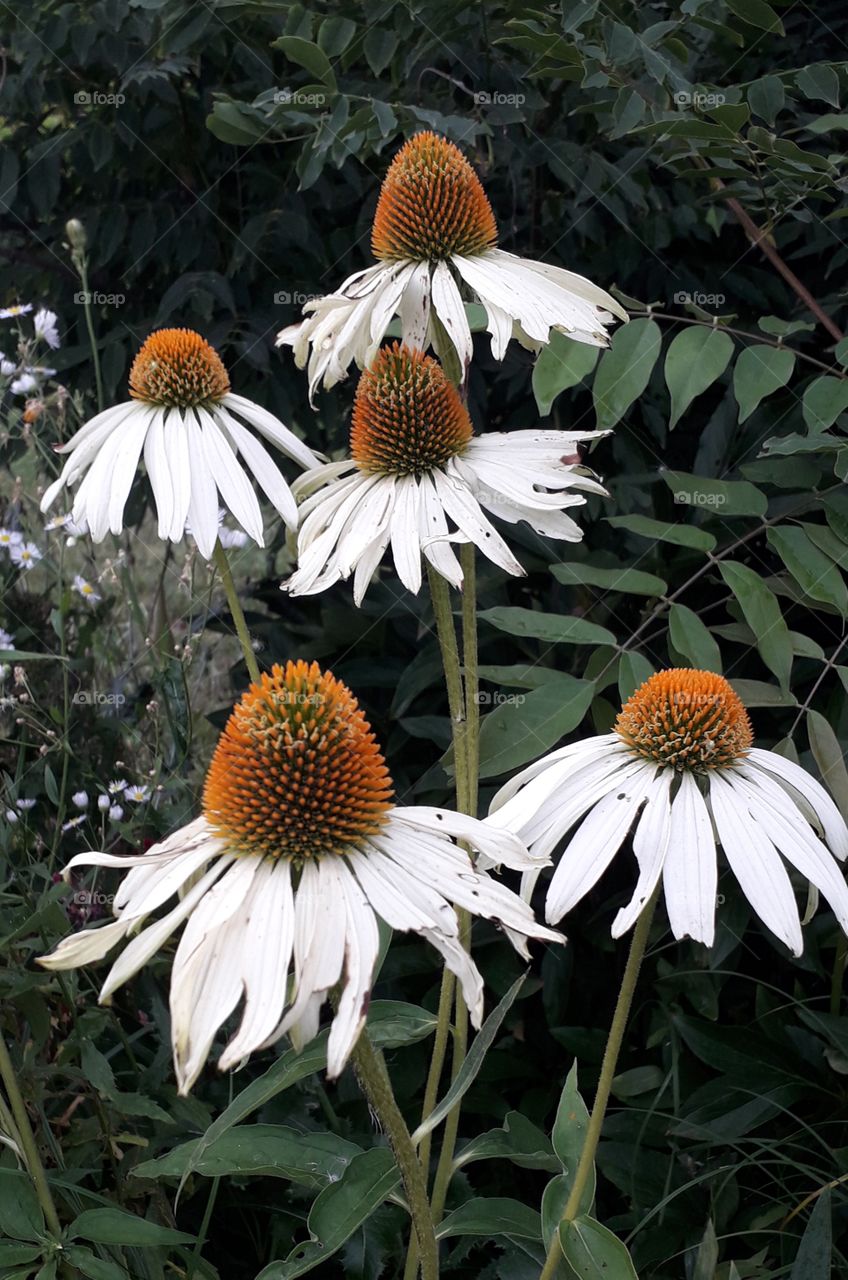 white Echinacea on the garden