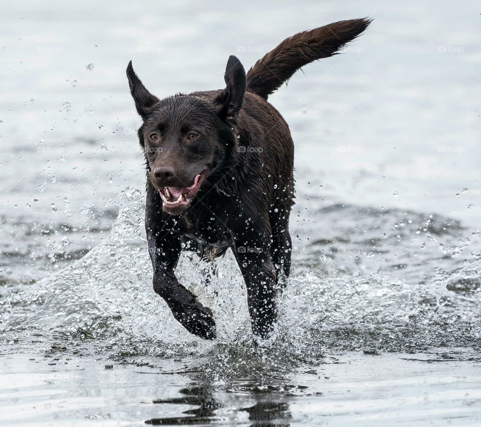 Dog loves to play in water