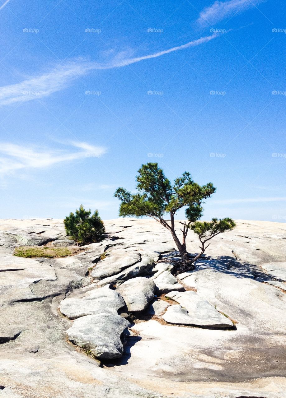 A pine tree on top of Stone Mountain in Georgia.