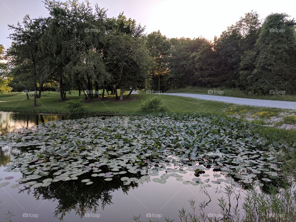 Lily pads