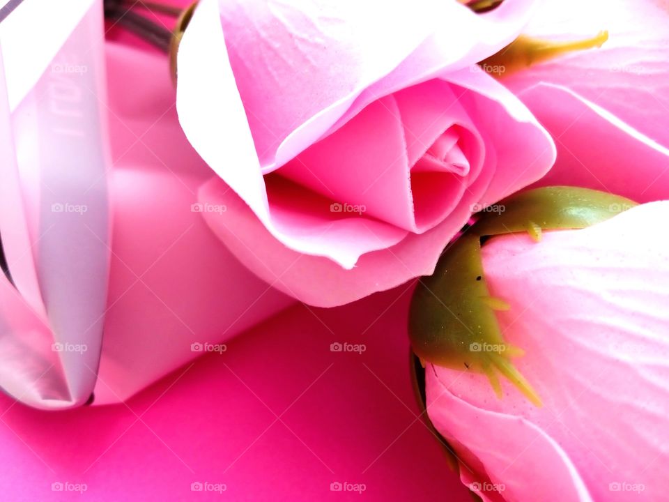 pink roses on bright background
