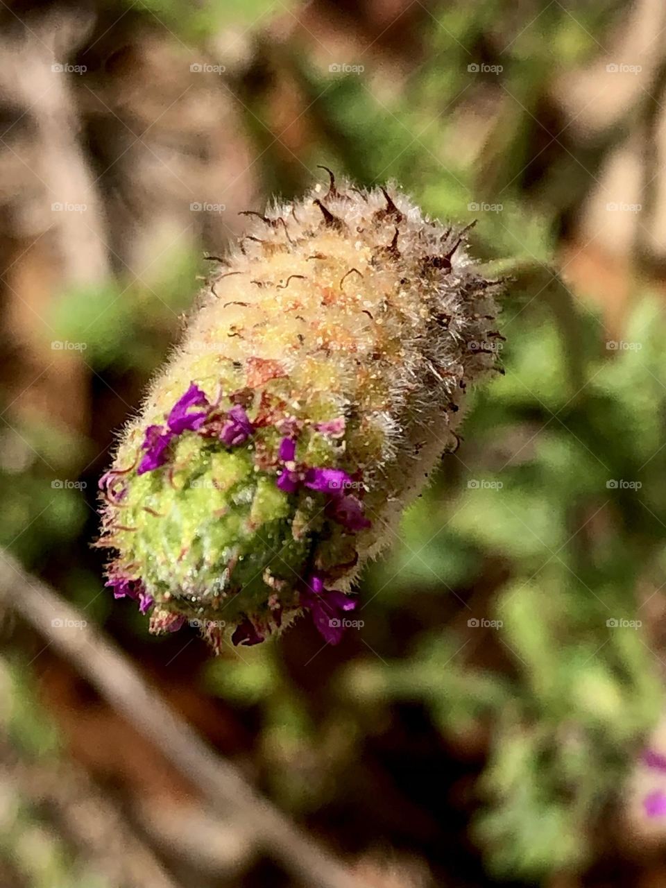 A purple thistle trying to bloom along the dirt road to the ranch. I can tell that we will have many of them soon!