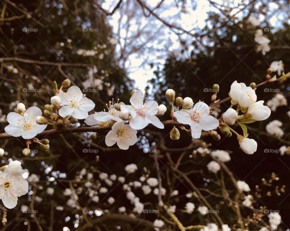 A line of warm,spring blossom set in a beautiful blossom tree in a scenic English park. 