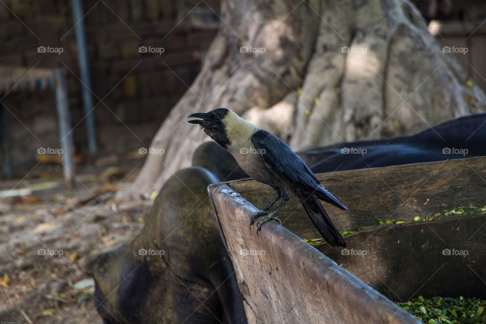 Thristy Crow