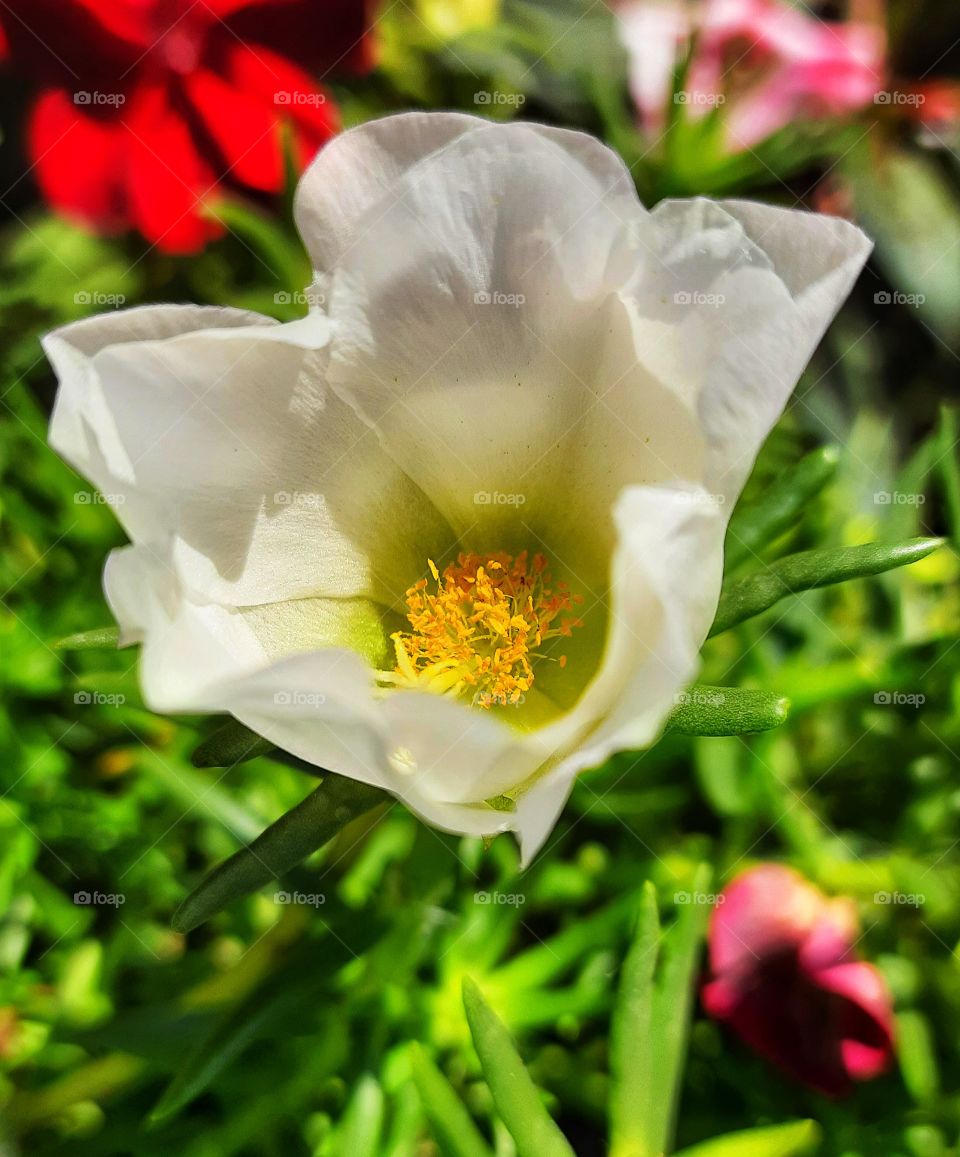 White flower,nature,reflection,landscape,summer,colorful,botany,blossom,floral,garden,plant,spring,flower,season,rose