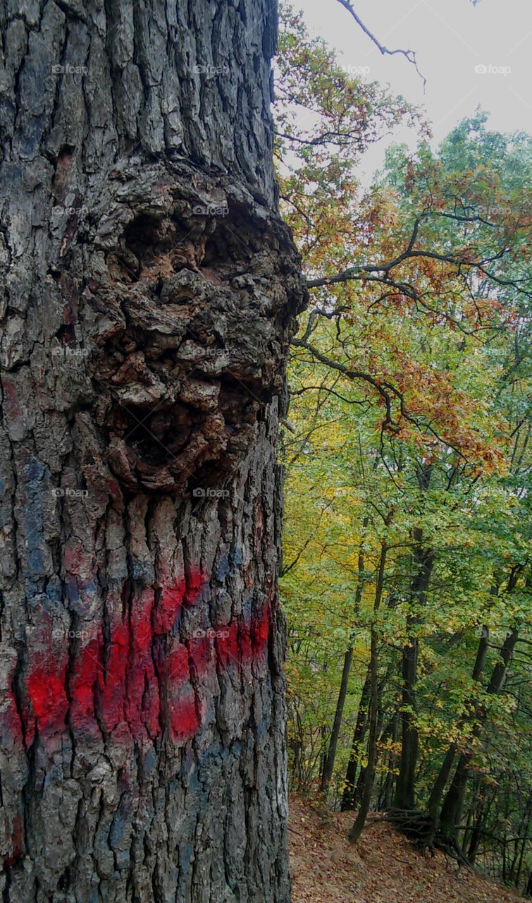 Tree, Wood, Bark, Trunk, No Person