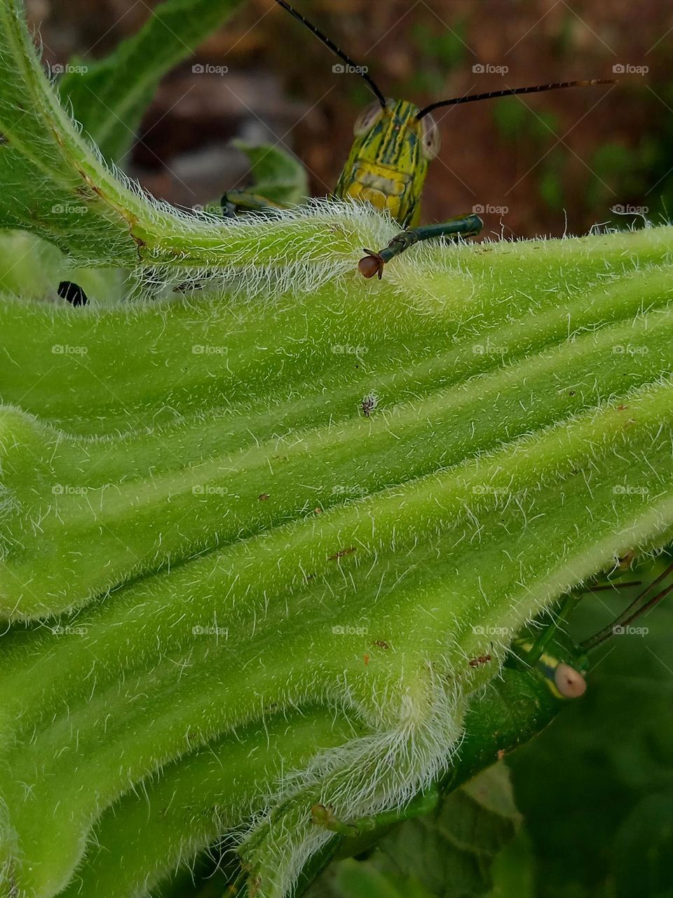 Two different kinds of grasshoppers on the stem of the sunflower.