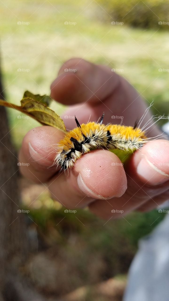 A rescued caterpillar from the creek